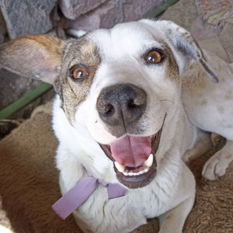 Леди Конопушка