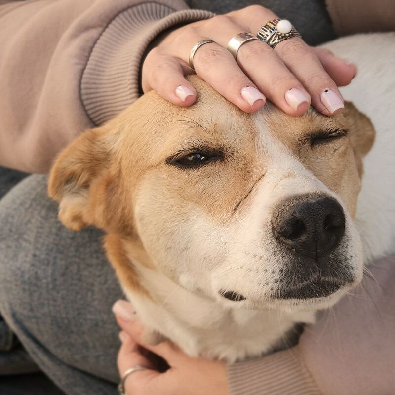 Ласкунья или Ласкуша