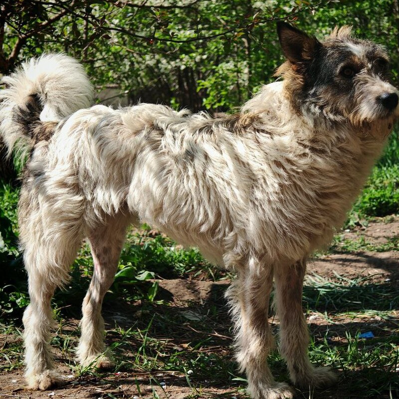 Принцесса Мия