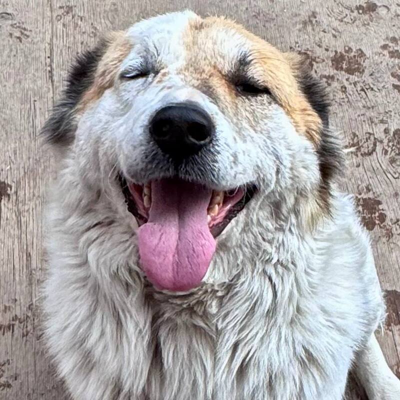 Сладкий Пирог