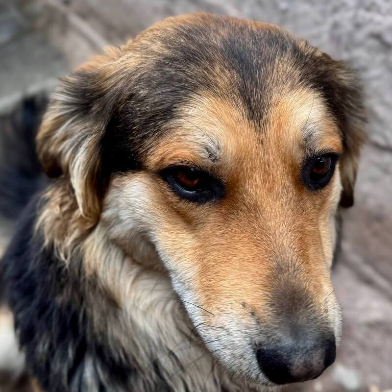 Трехлапик Тоша