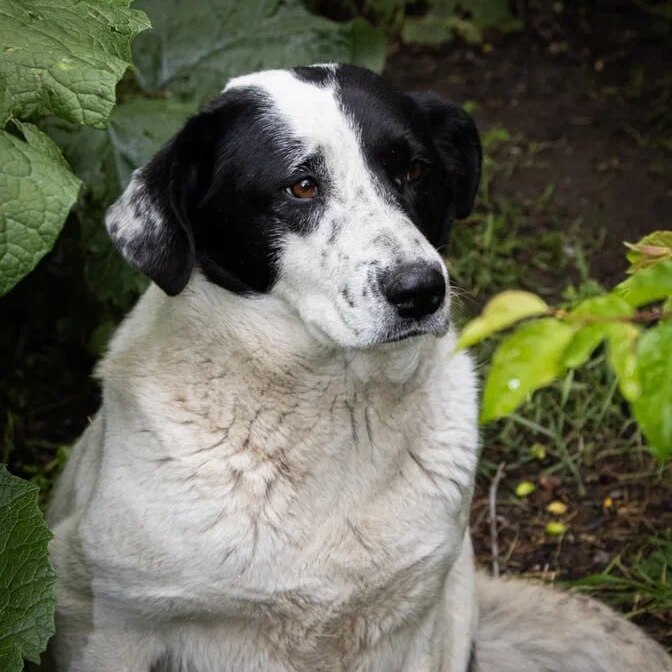 Лапушка Хоуп